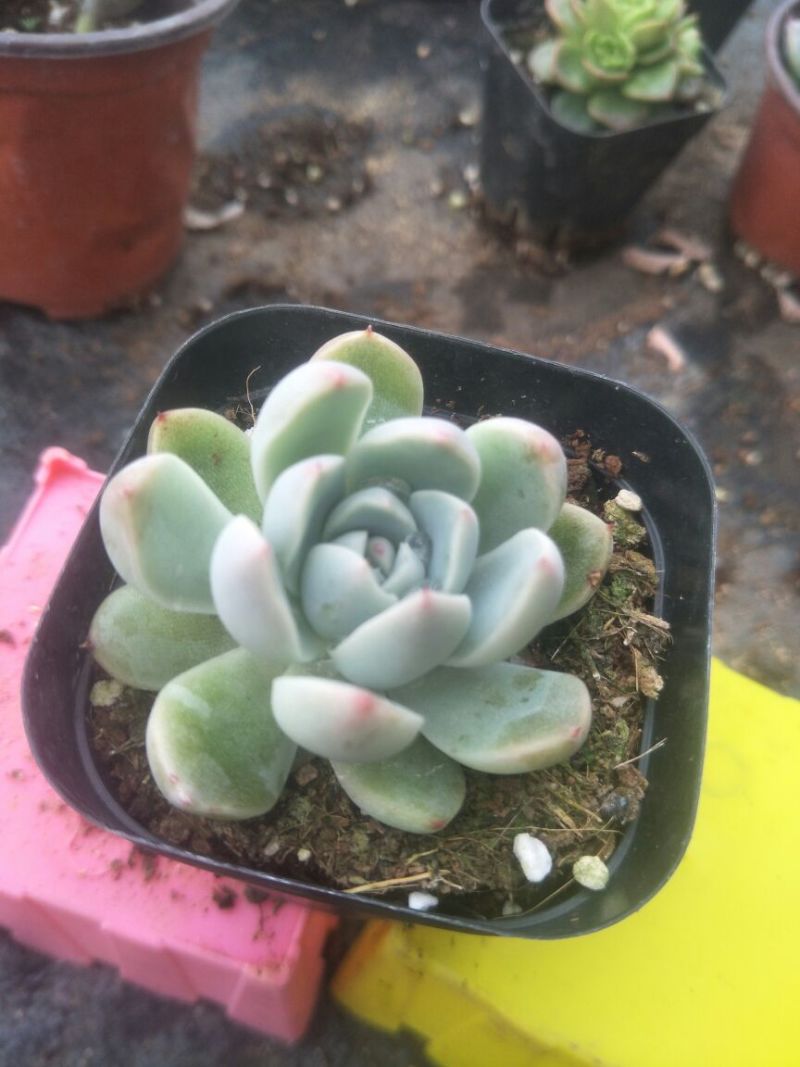多肉
