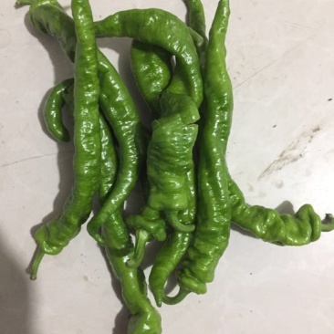 螺丝椒15~20厘米青特辣