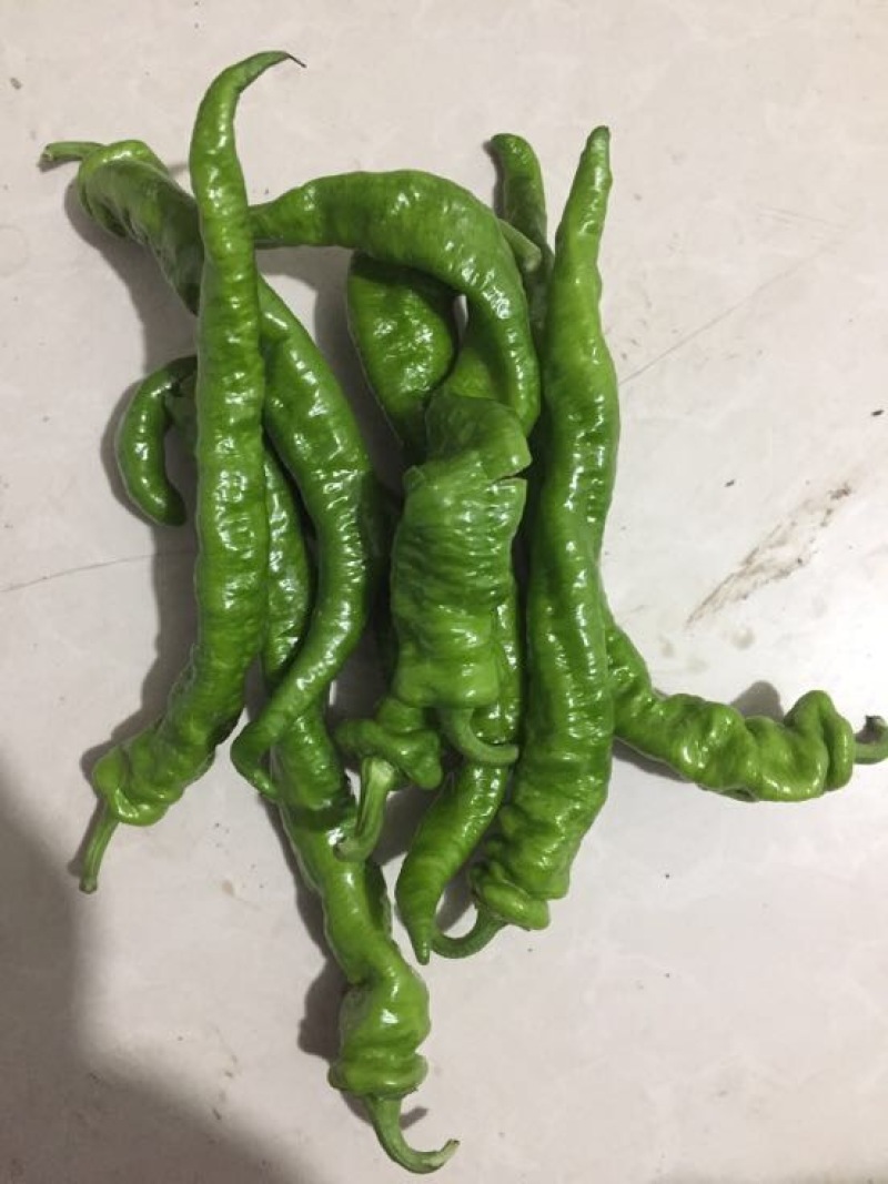 螺丝椒15~20厘米青特辣