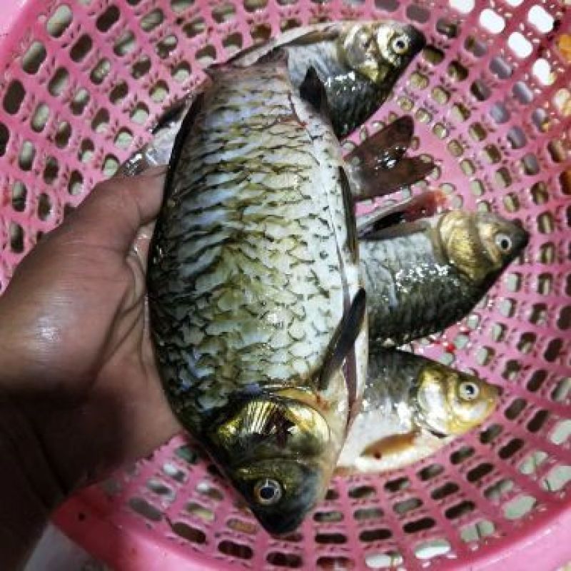 鲫鱼食用