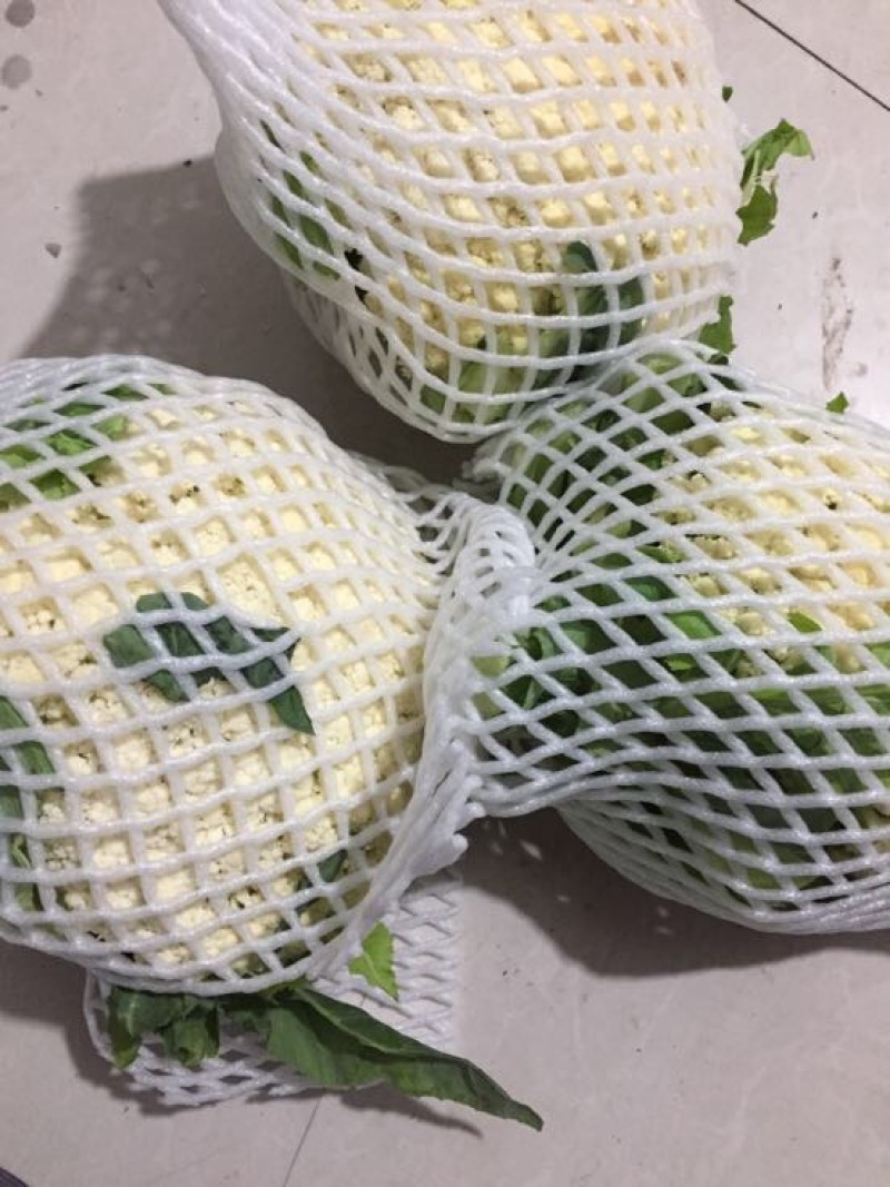 白面青梗松花菜散花2~3斤米黄