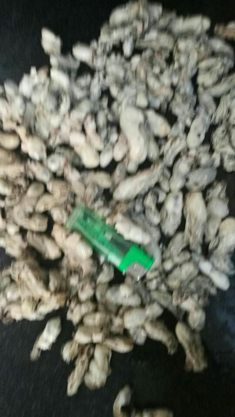 生蚝肉