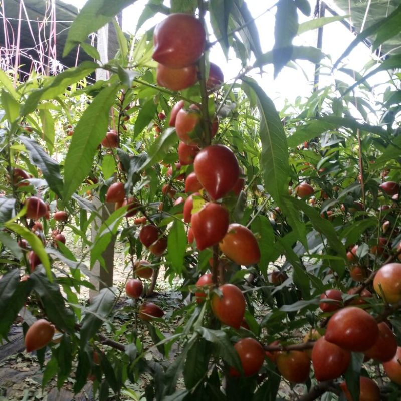 万亩中油4号油桃上市中，口感甜度高，硬质果，亮度好
