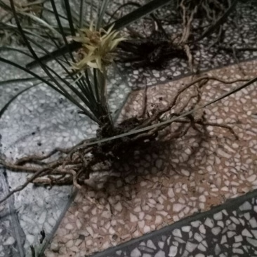 蕙兰裸根不带土
