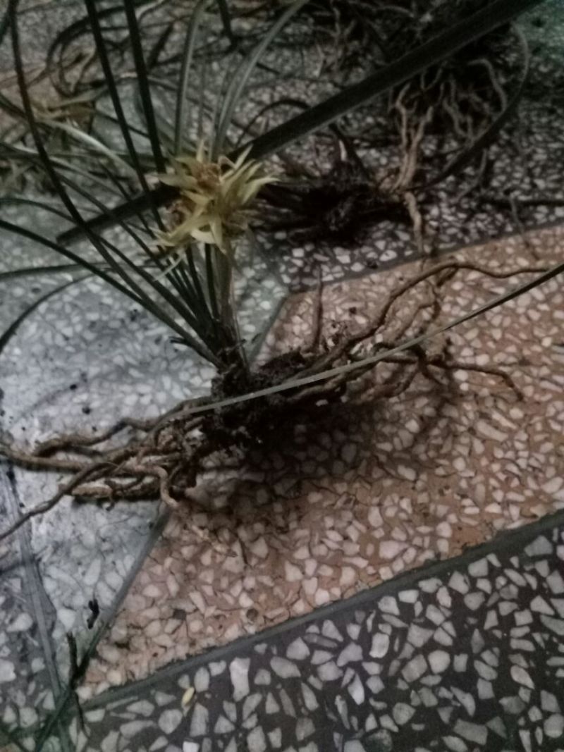 蕙兰裸根不带土