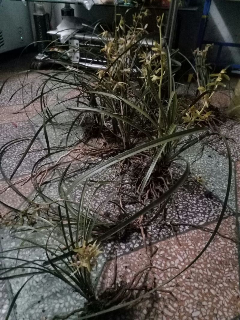 蕙兰裸根不带土