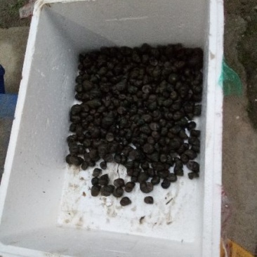 中华圆田螺食用鲜活