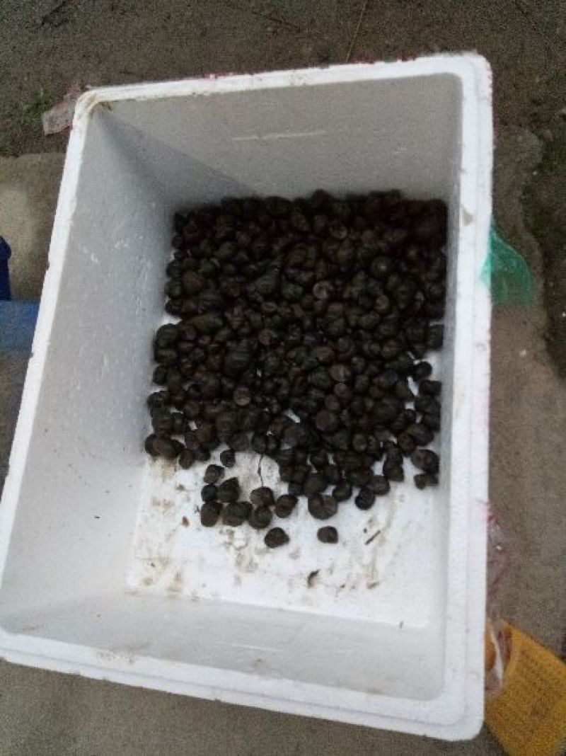 中华圆田螺食用鲜活