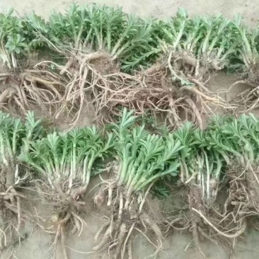 救心菜苗