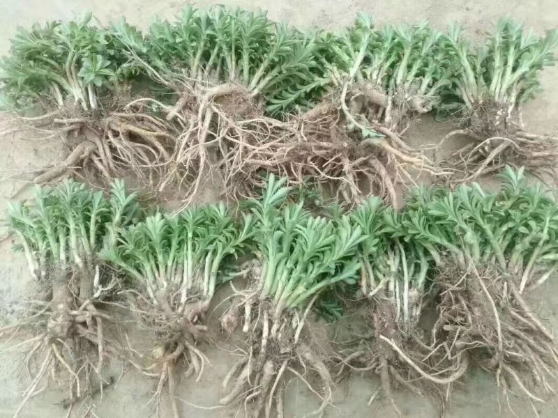 救心菜苗