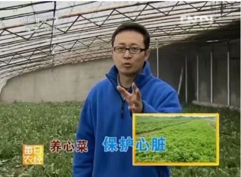 救心菜苗