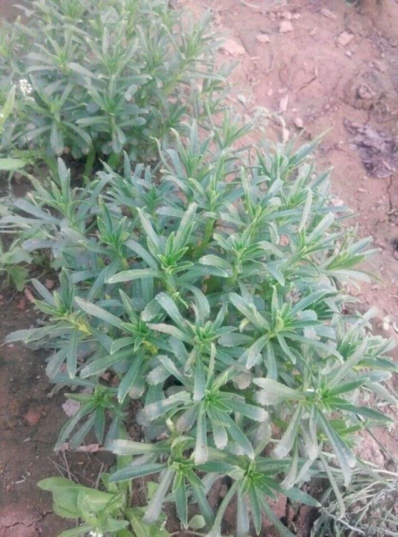 救心菜苗
