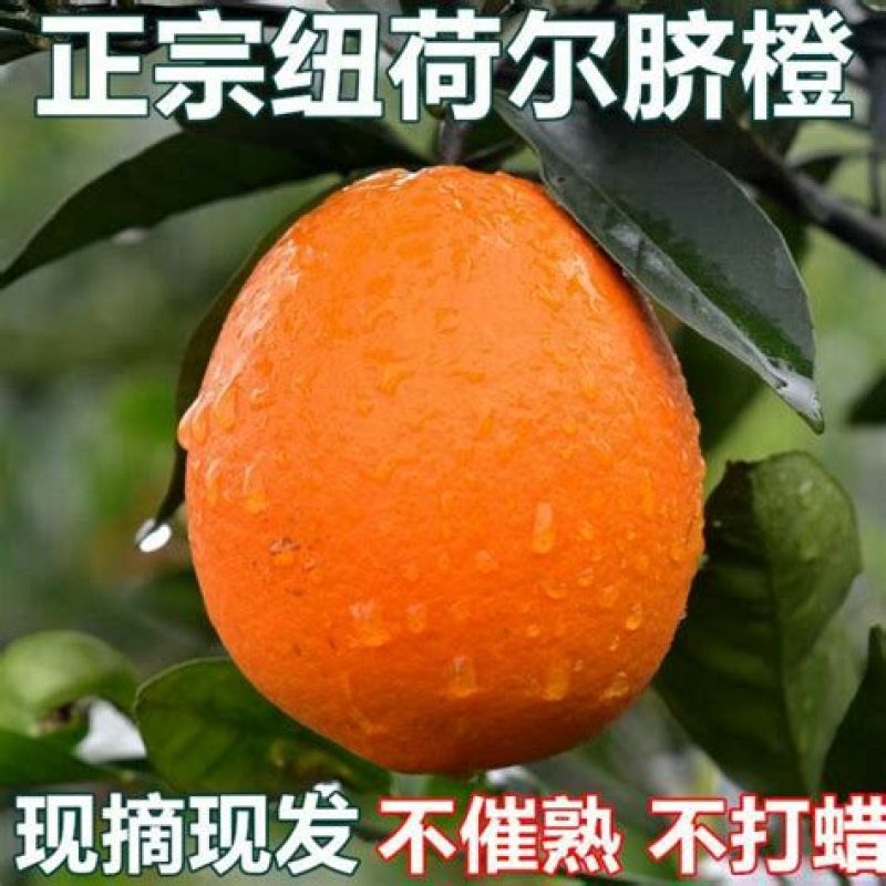 麻阳纽荷尔脐橙口感香甜无籽皮溥孕妇水果谢绝零售一千斤起