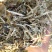 花生秧18个月