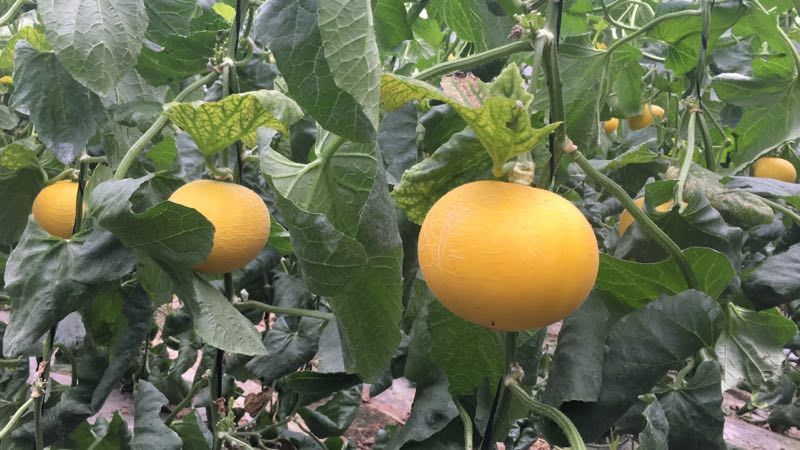 伊丽莎白甜瓜1斤以上