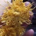 菊花茶特级
