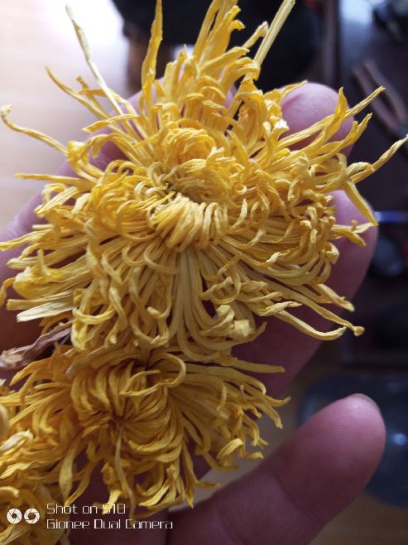 菊花茶特级