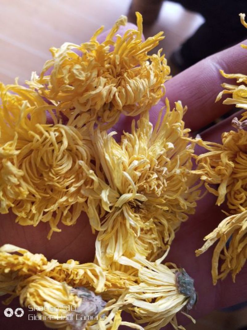 菊花茶特级