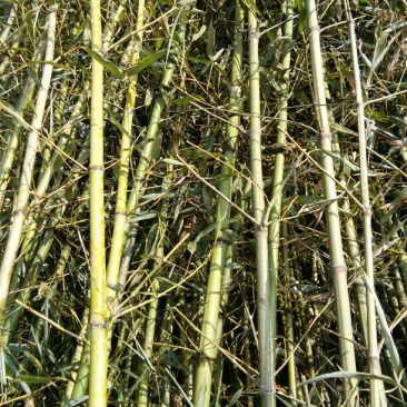早园竹3~4m