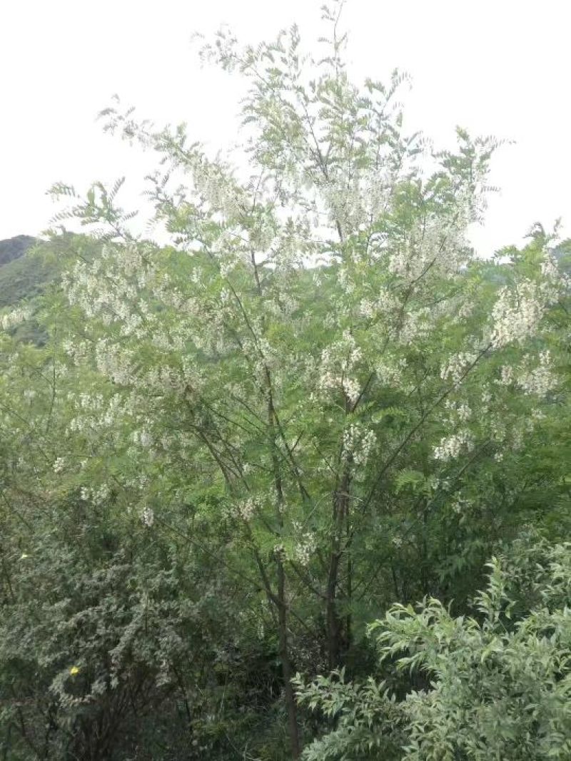 槐花蜜原生态原蜜42度包邮产地一件代发
