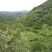 槐花蜜原生态原蜜42度包邮产地一件代发