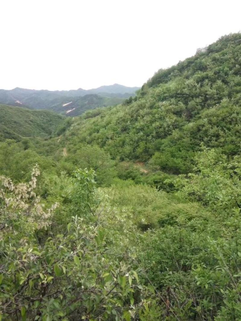 槐花蜜原生态原蜜42度包邮产地一件代发
