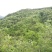槐花蜜原生态原蜜42度包邮产地一件代发