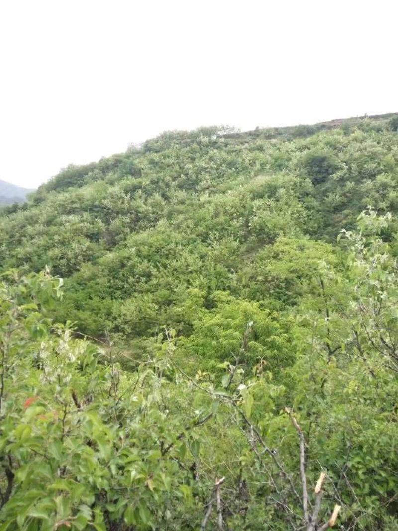 槐花蜜原生态原蜜42度包邮产地一件代发
