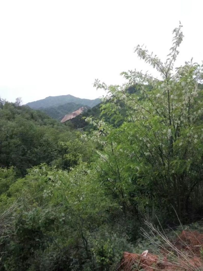 槐花蜜原生态原蜜42度包邮产地一件代发
