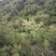 槐花蜜原生态原蜜42度包邮产地一件代发