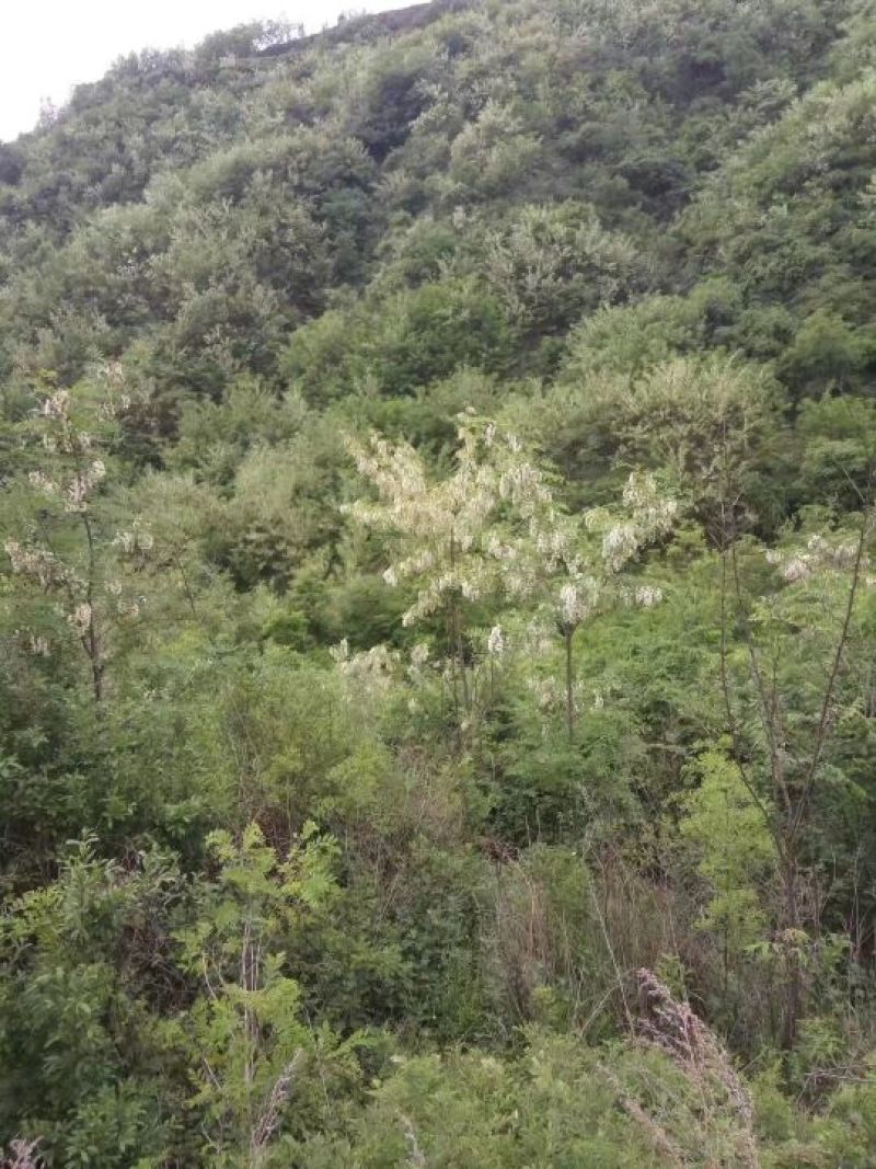 槐花蜜原生态原蜜42度包邮产地一件代发