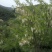 槐花蜜原生态原蜜42度包邮产地一件代发