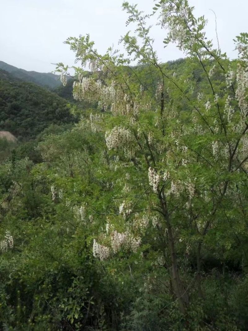 槐花蜜原生态原蜜42度包邮产地一件代发