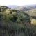 槐花蜜原生态原蜜42度包邮产地一件代发