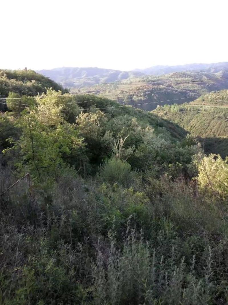 槐花蜜原生态原蜜42度包邮产地一件代发
