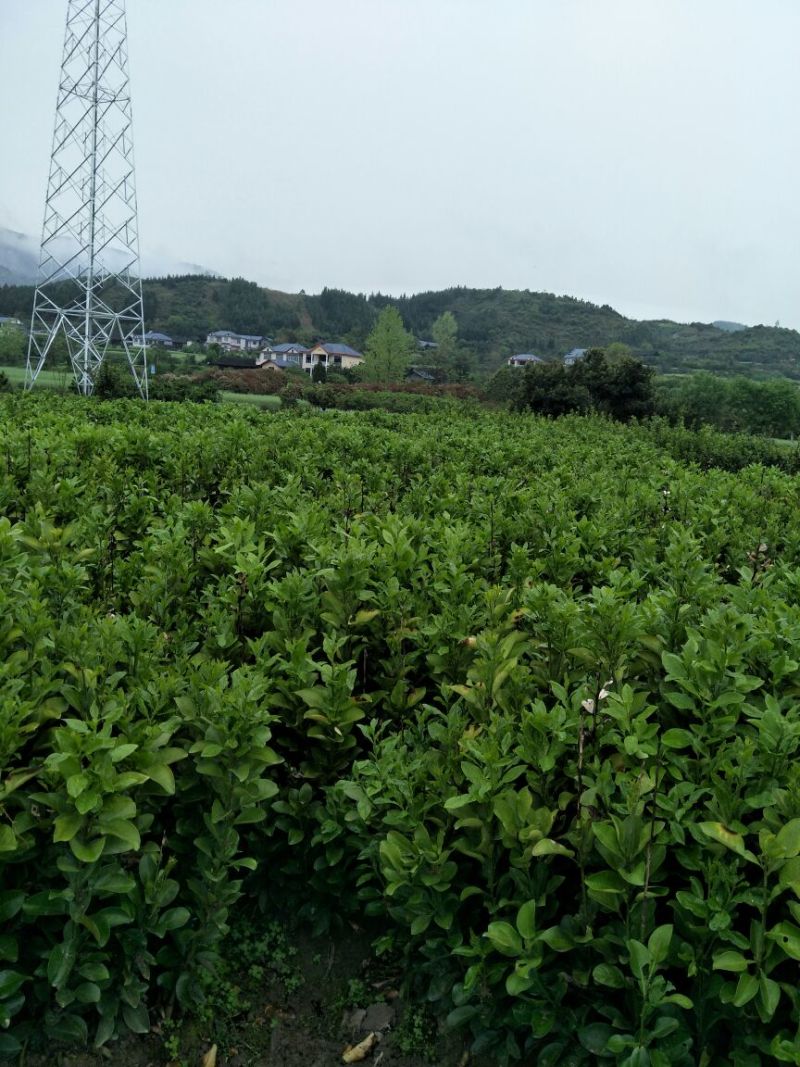 柚子苗安江早香柚苗金奖产品效益好