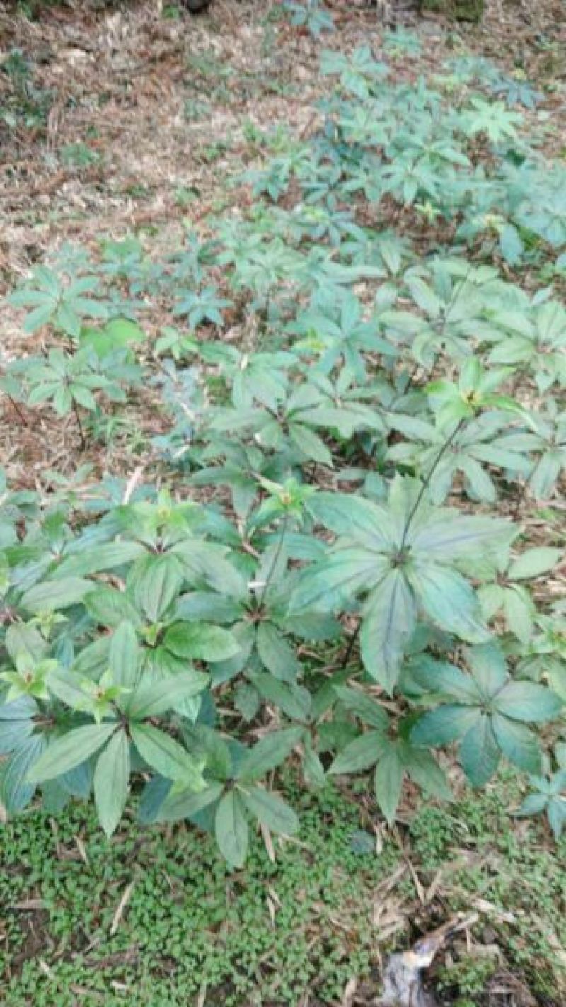 重楼选个鲜货