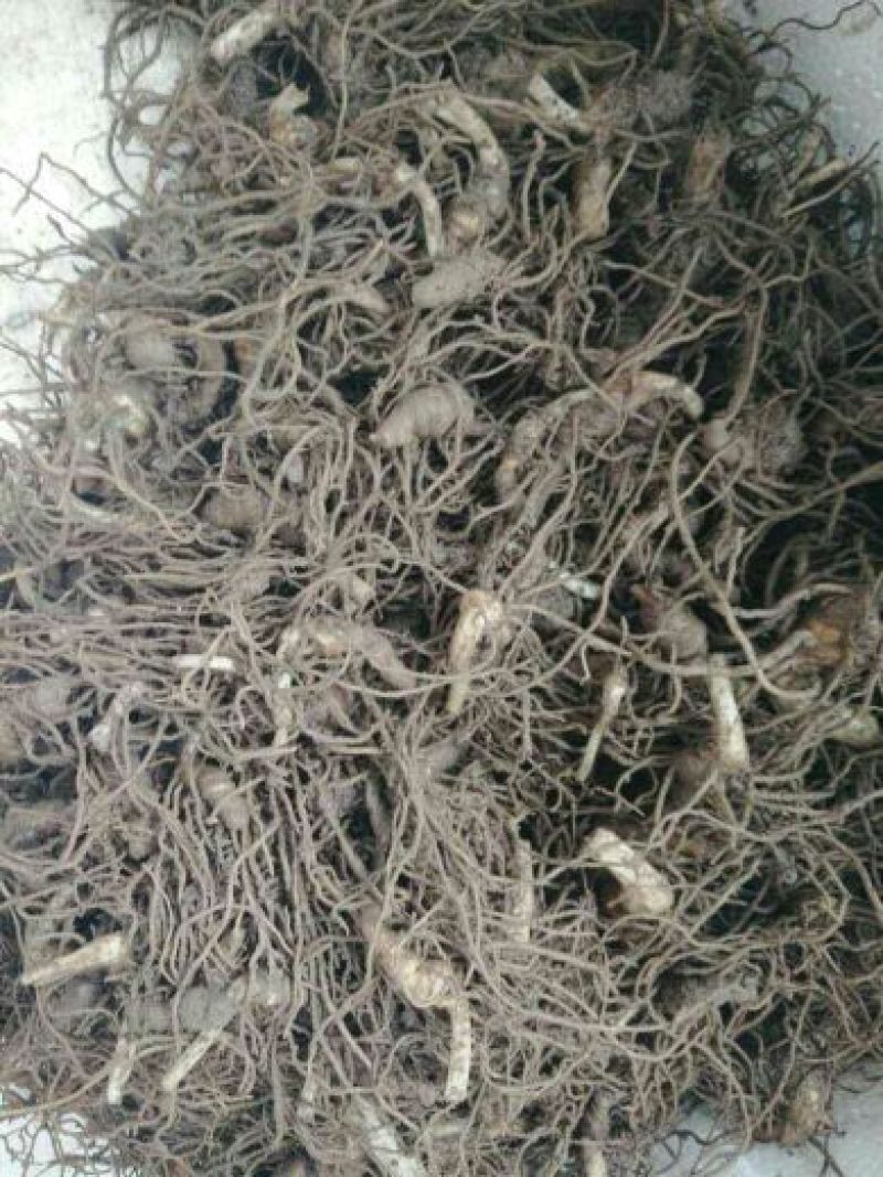 重楼选个鲜货