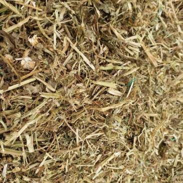 花生秧18个月