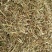 花生秧18个月