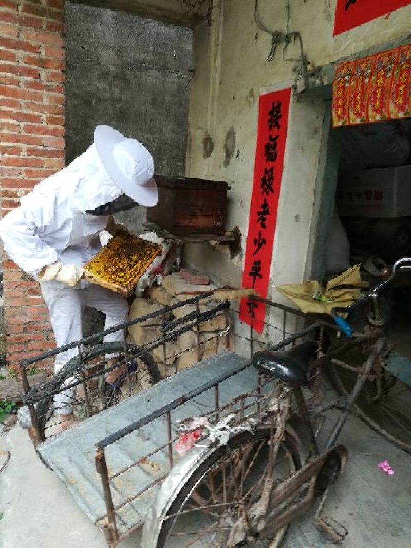 土蜂蜜老爸亲心亲力打理。土蜂，产量有限。