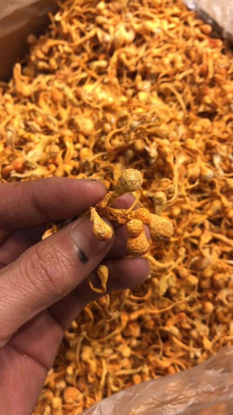 宁夏菌业大量批发虫草花质量保证干货欢迎下单联