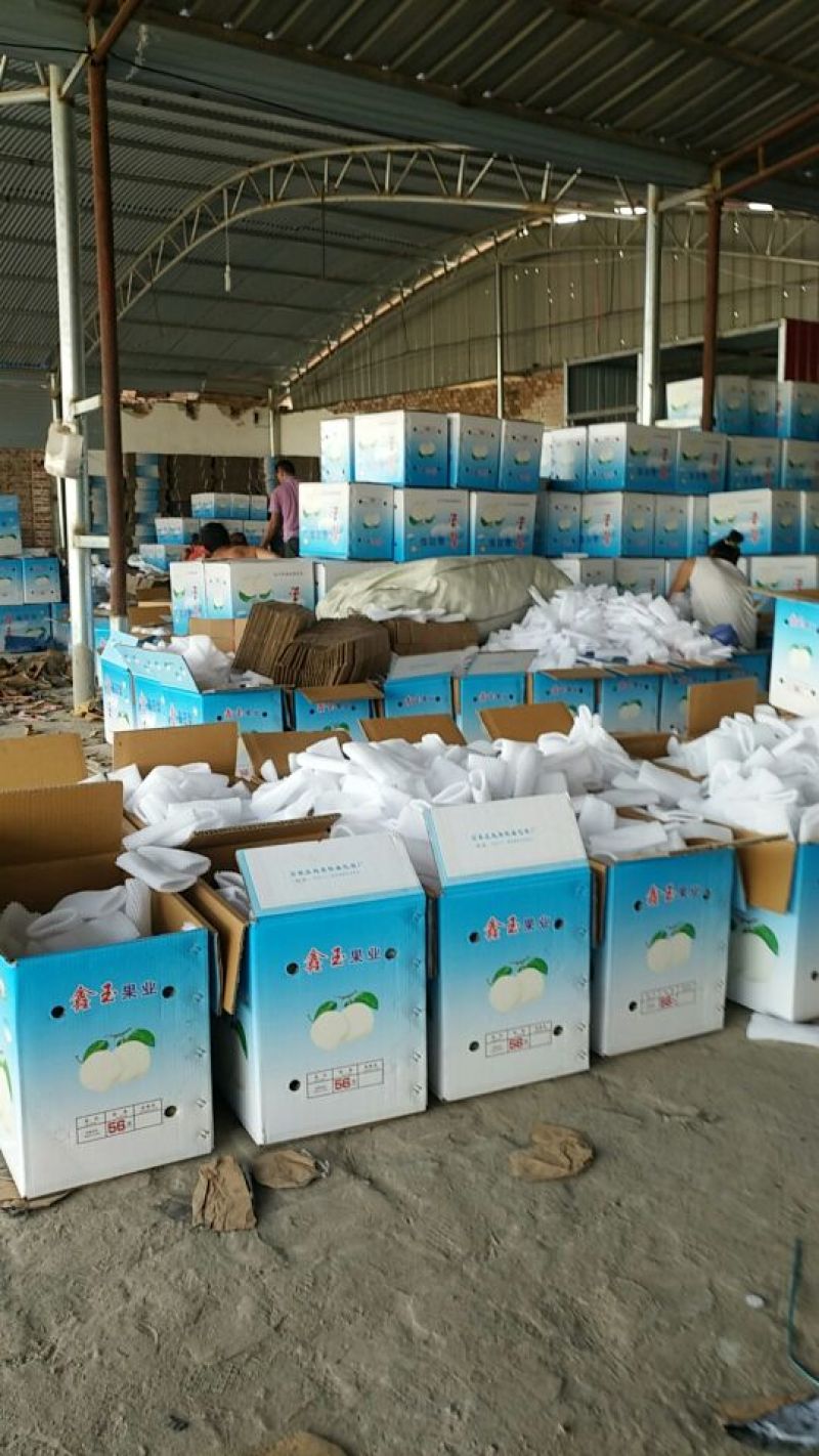 皇冠梨250~300g纸箱