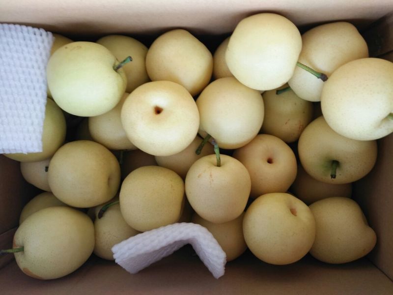 皇冠梨250~300g纸箱