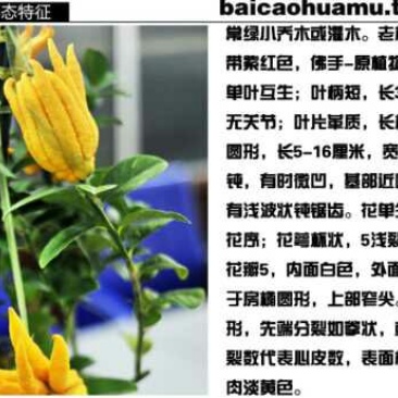 佛手树苗