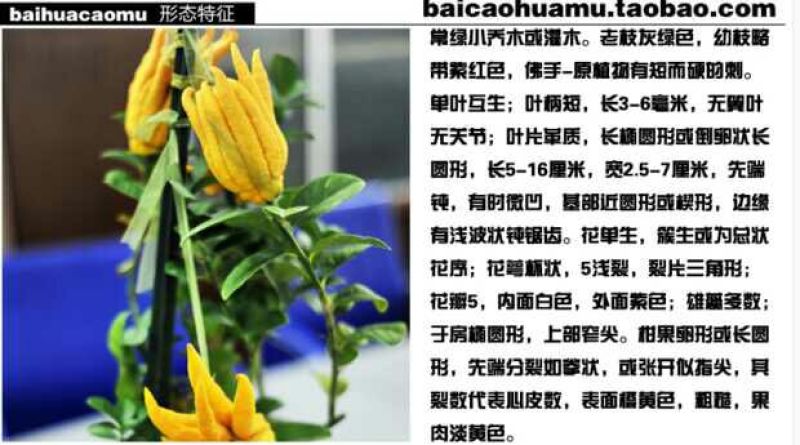 佛手树苗