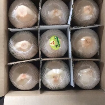 椰青1.5~2斤
