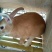 肉兔种兔2~3kg