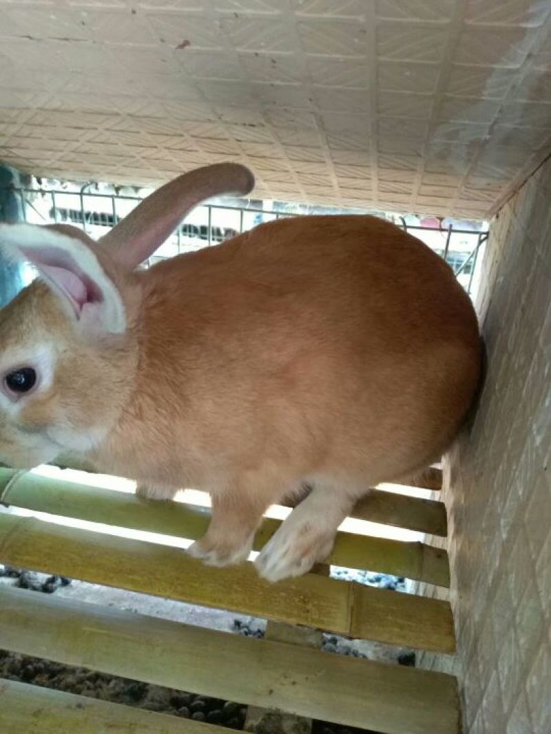 肉兔种兔2~3kg