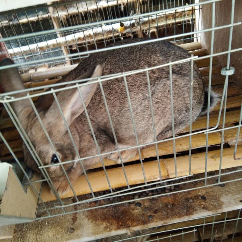 肉兔种兔2~3kg